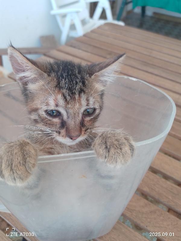 🌸 “Melissa, una piccola principessa in cerca di casa” Foto 4